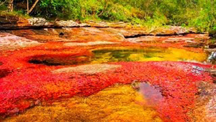 Cano Cristales River Colombia