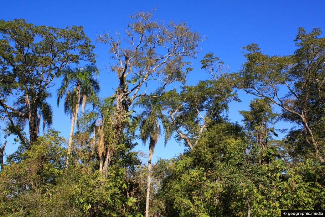 Iguazu Rainforest