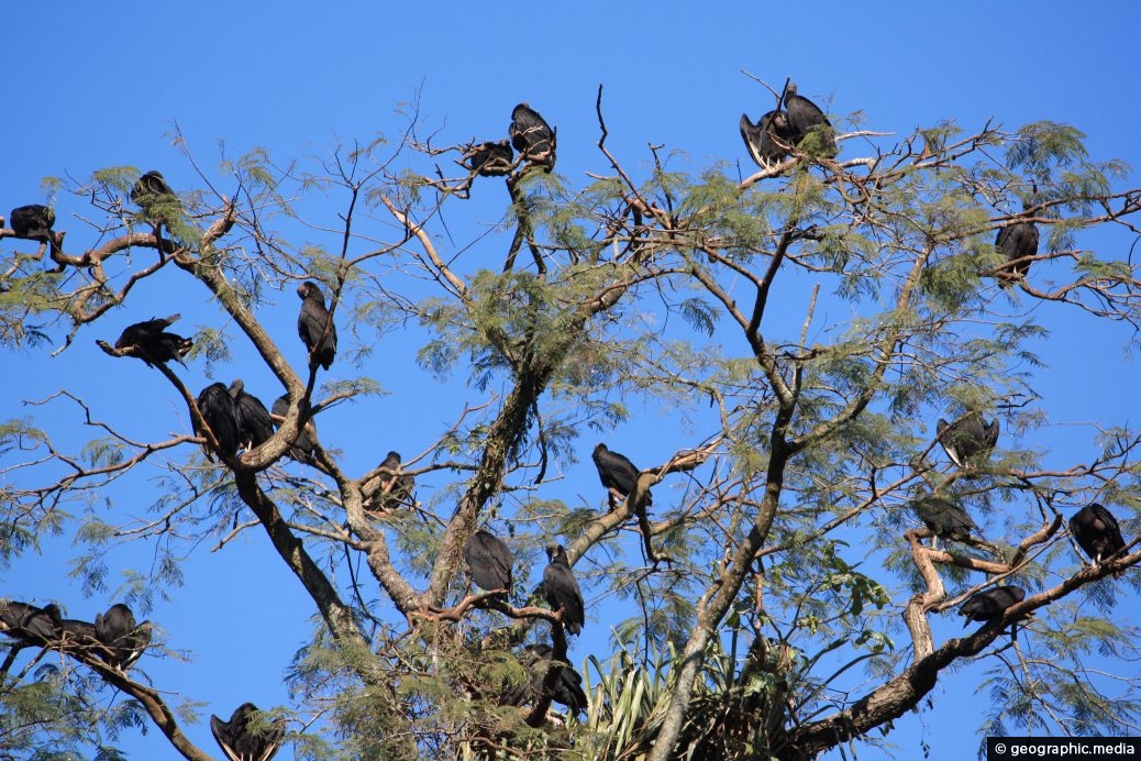 Black Vultures Iguazu