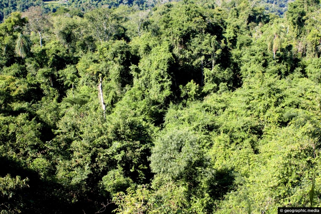 Iguazu Rainforest Tract