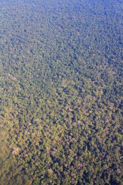 Subtropical Rainforest at Iguazu