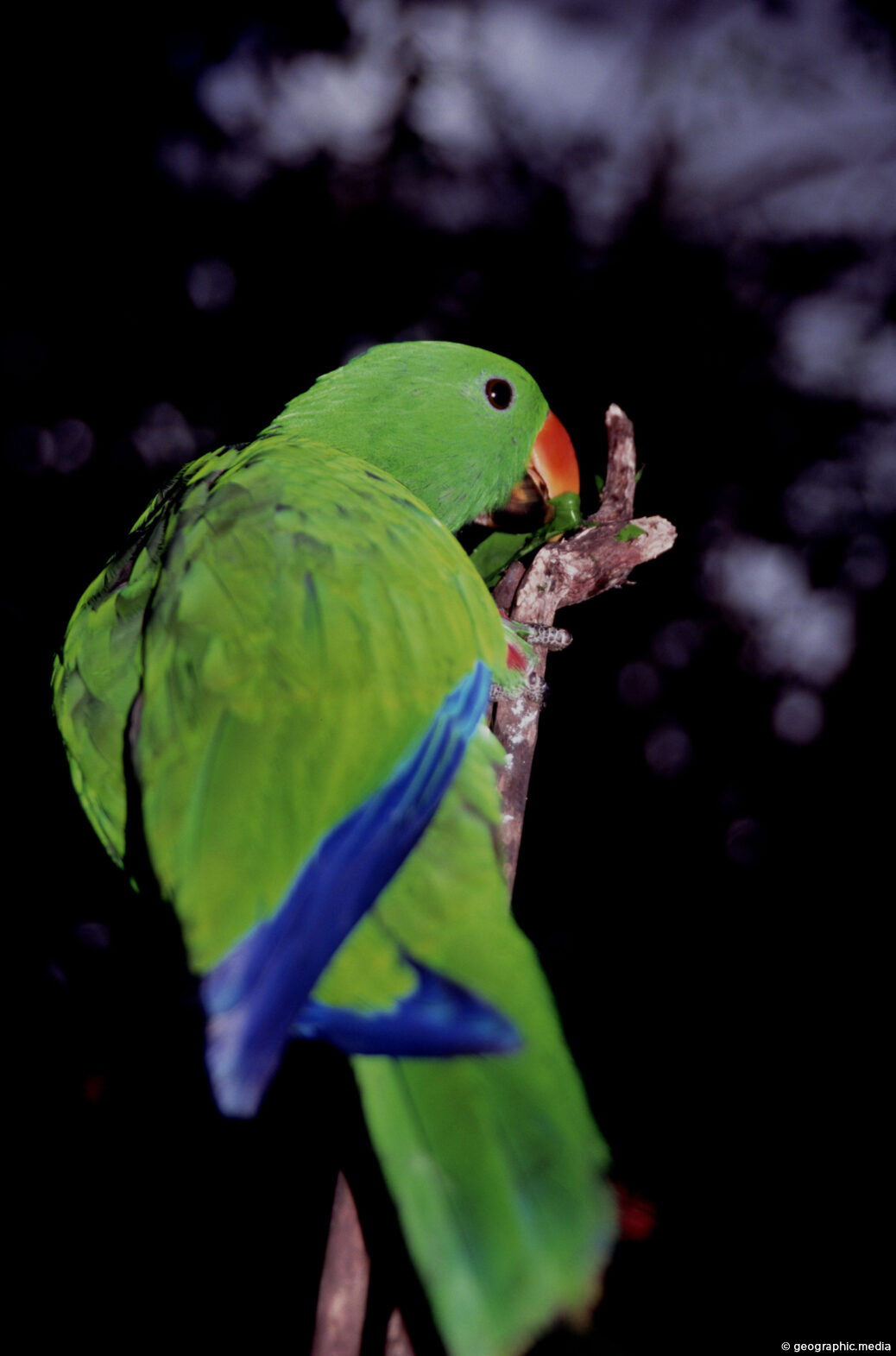 Eclectus Parrot Female