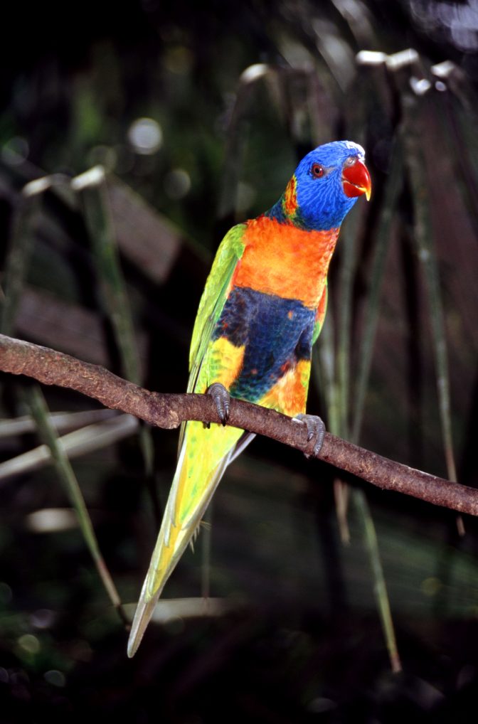 Rainbow Lorikeet of Australia - Geographic Media