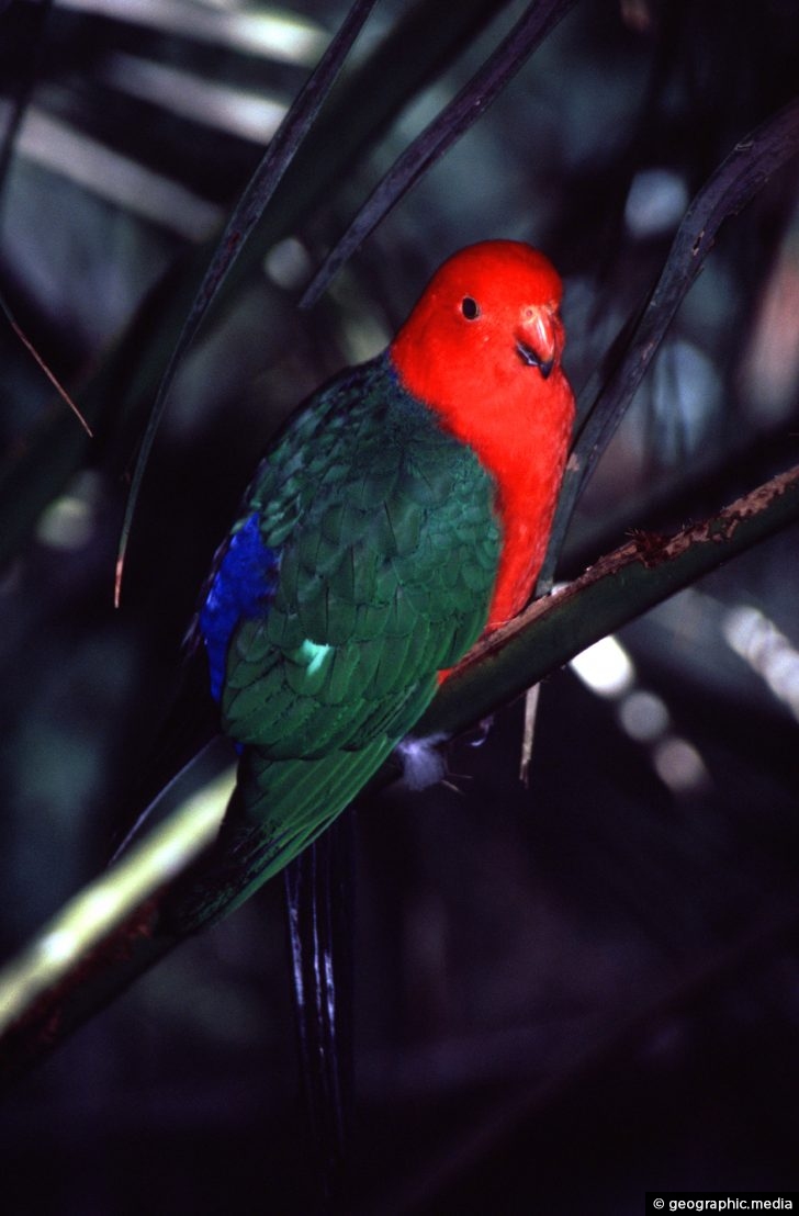 Australian King Parrot - Geographic Media