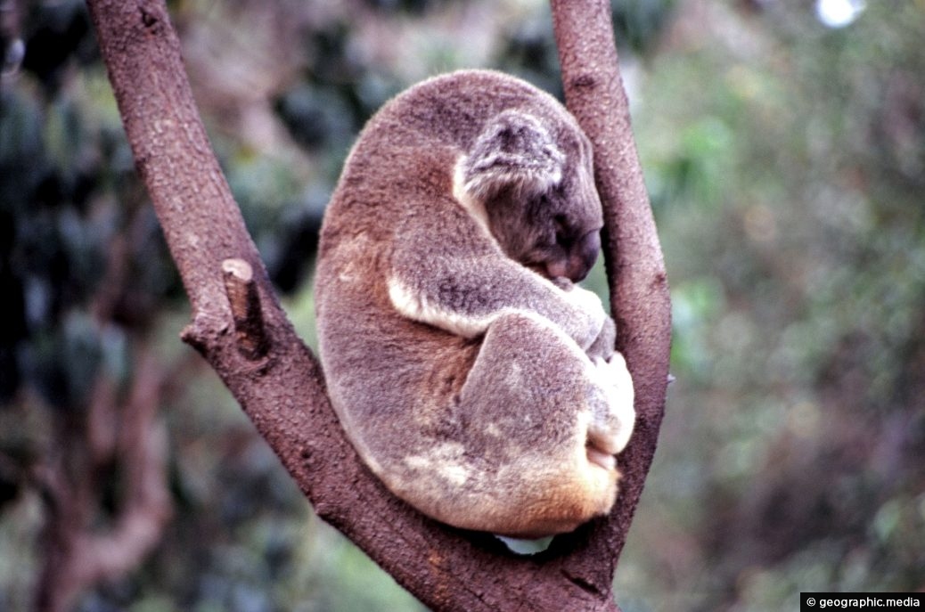 Australian Koala