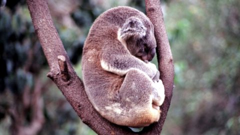 Australian Koala