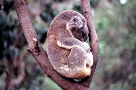 Australian Koala