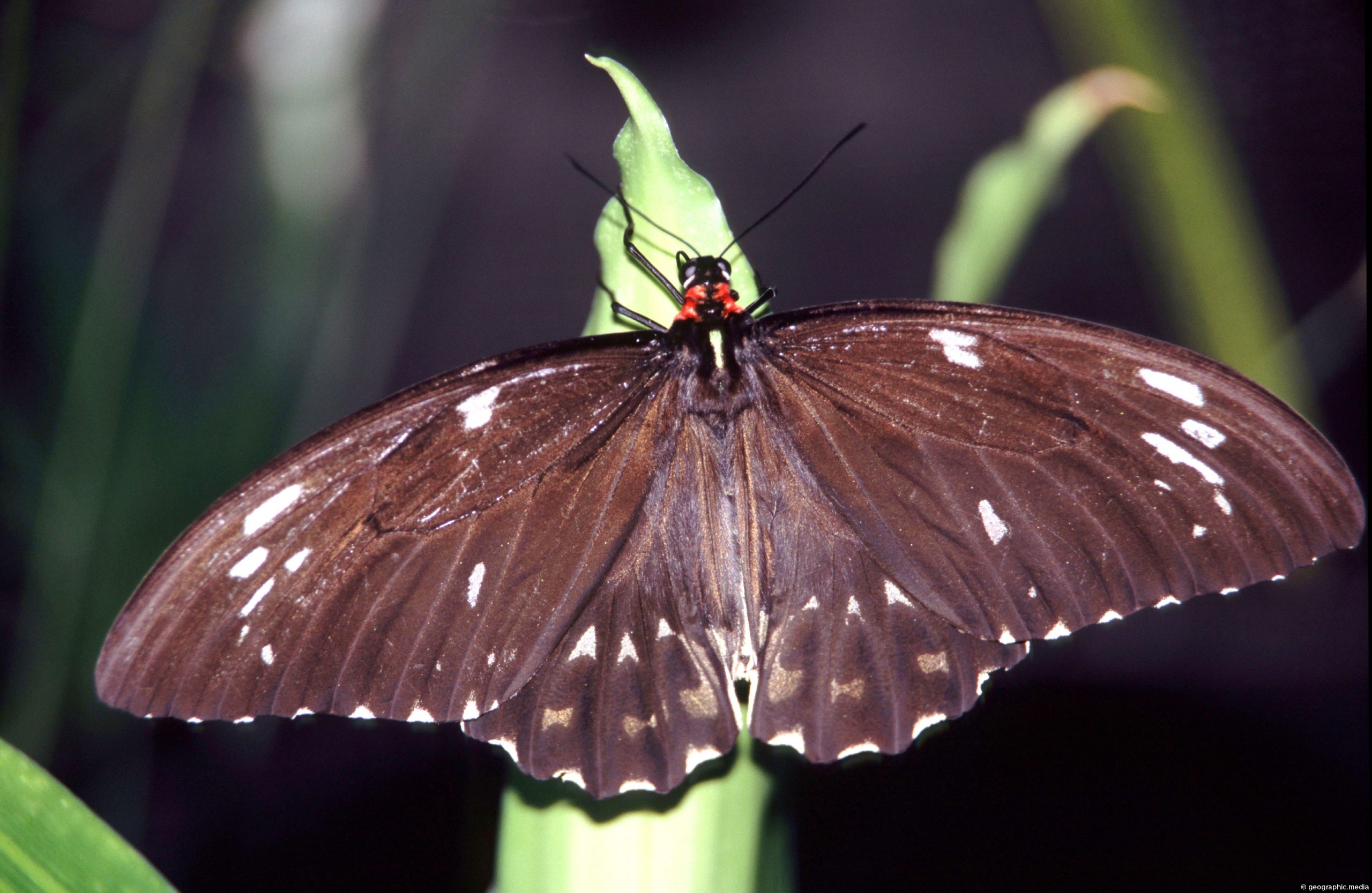 australian-crow-butterfly-geographic-media