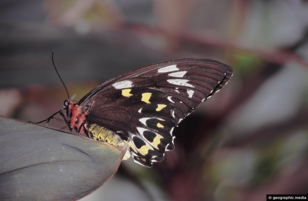 Cairns Birdwing Butterfly Female