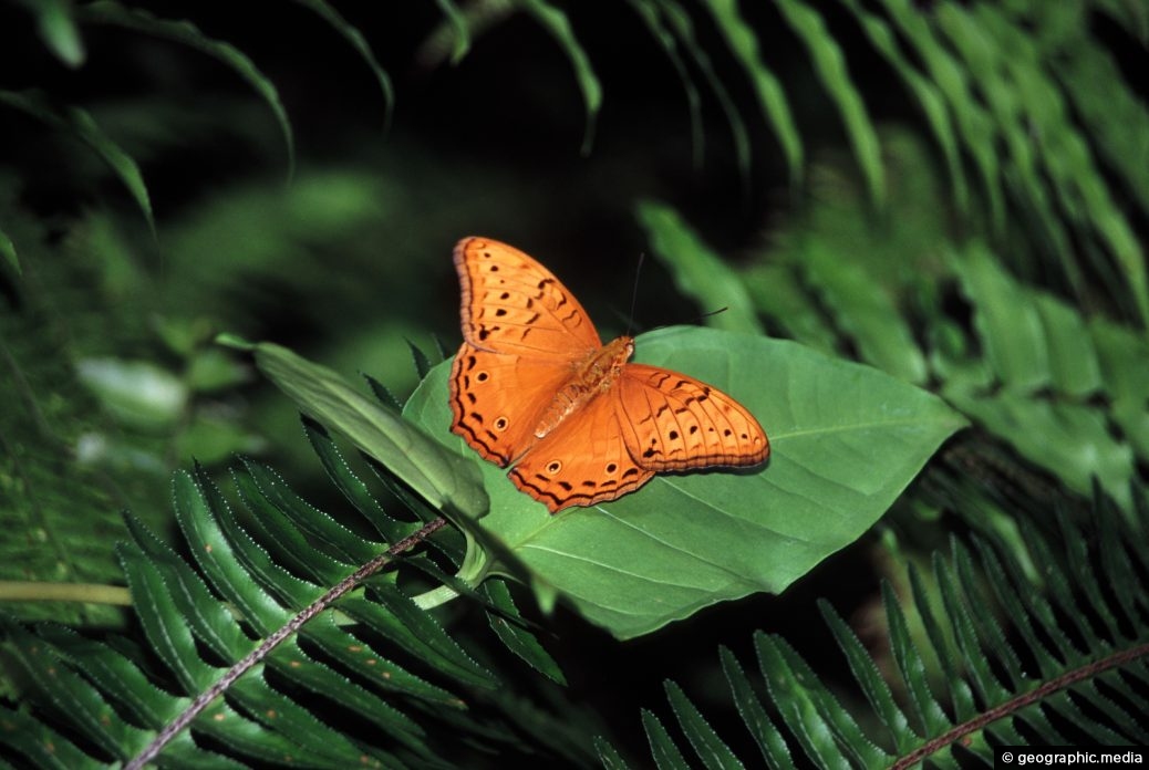 Male Cruiser Butterfly