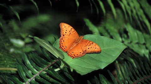 Male Cruiser Butterfly