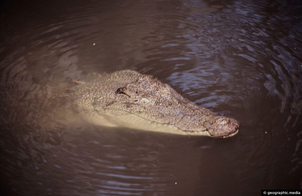 Crocodile Surfacing In River