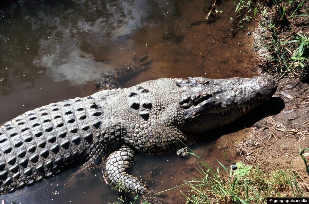 The Saltwater Crocodile of Australia
