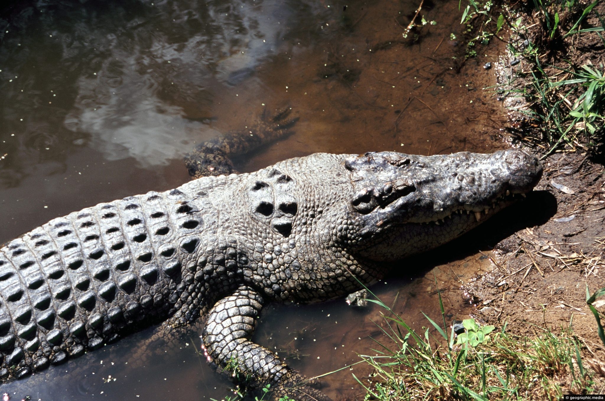 The Saltwater Crocodile of Australia - Geographic Media