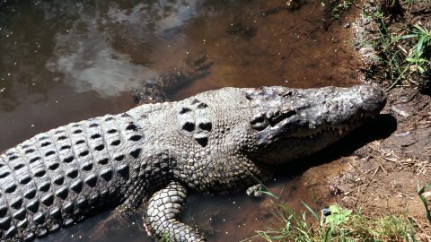 The Saltwater Crocodile of Australia