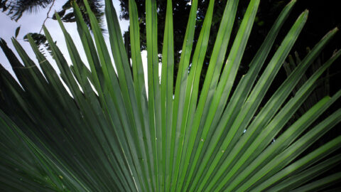 Fan Palm Leaf