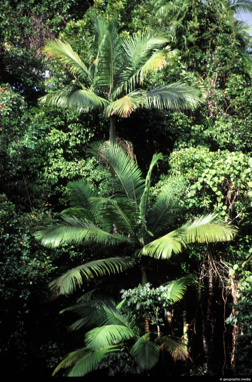 Palm Trees Daintree Rainforest