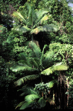 Palm Trees Daintree Rainforest