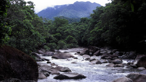 The Daintree River
