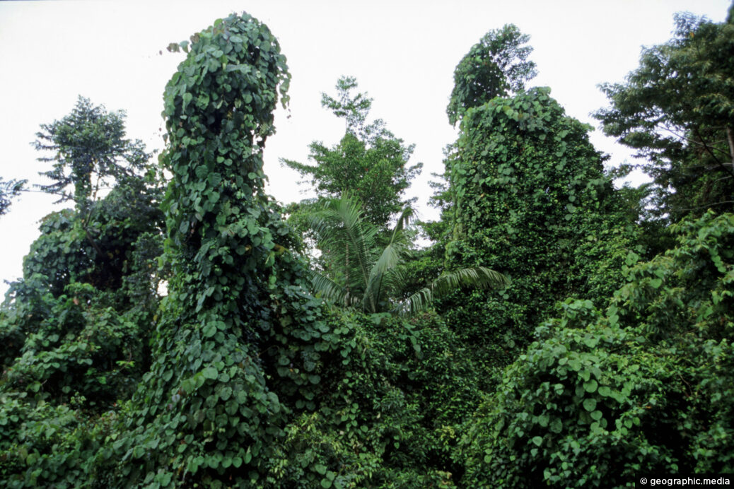 Rainforest Queensland