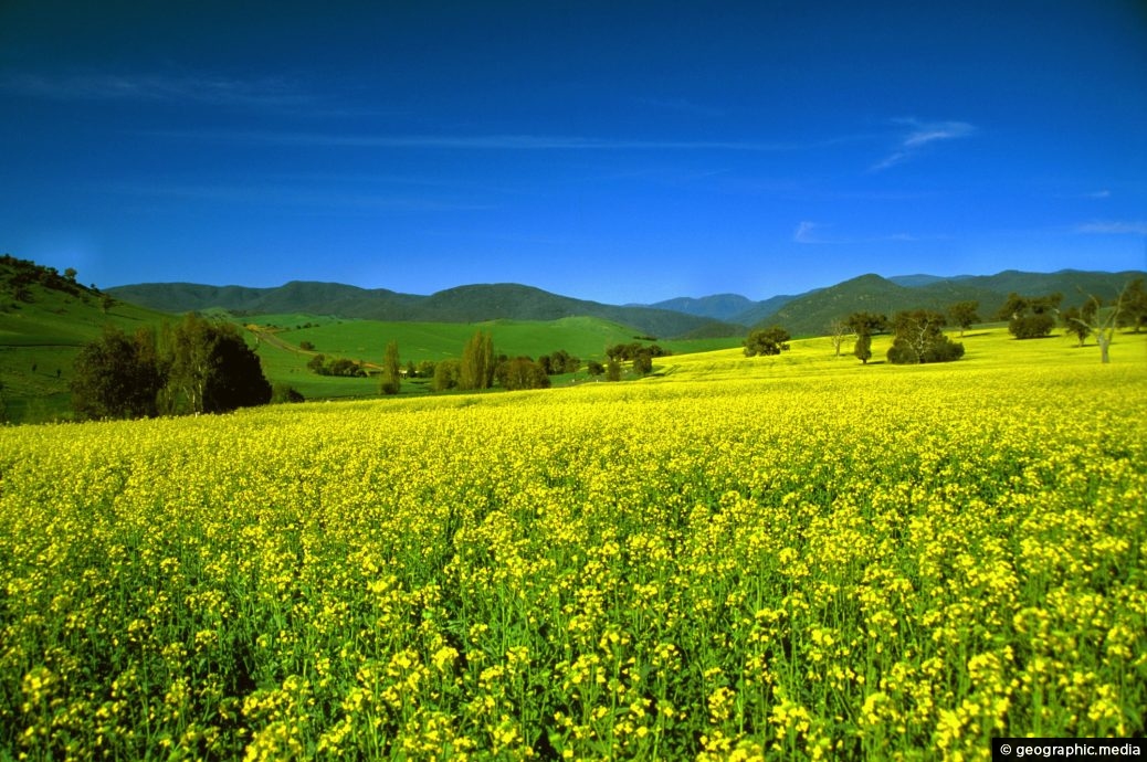 Canola Field
