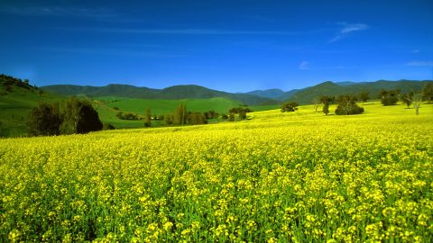 Canola Field