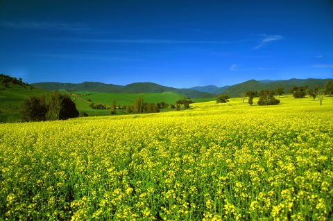 Canola Field