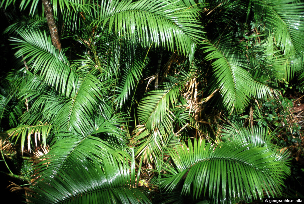 Palm Leaves Daintree Rainforest