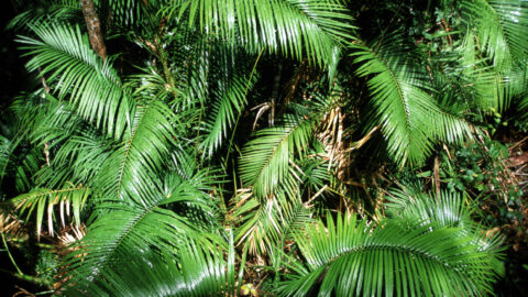 Palm Leaves Daintree Rainforest