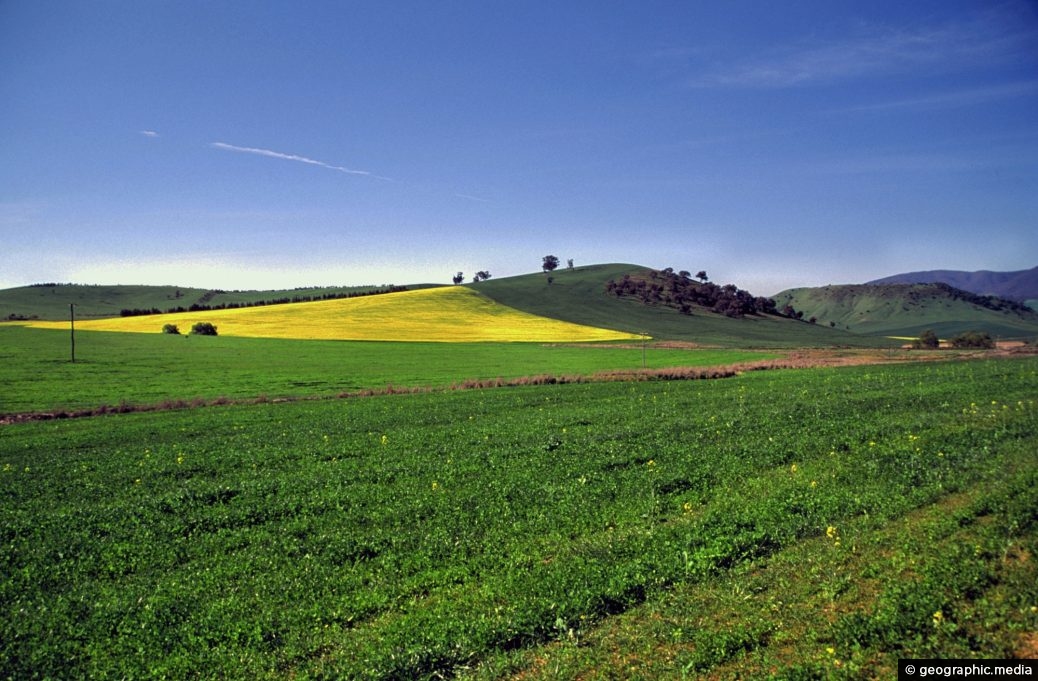 Crops NSW