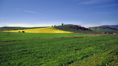 Crops NSW