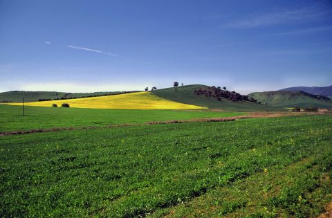 Crops NSW