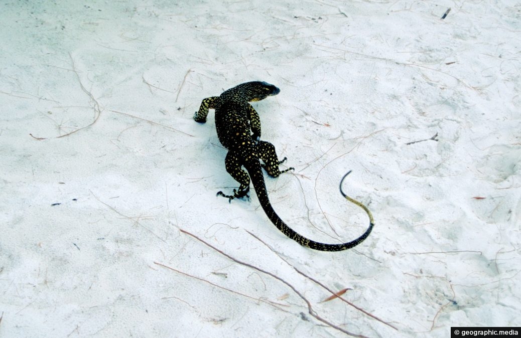 Sand Monitor on Fraser Island