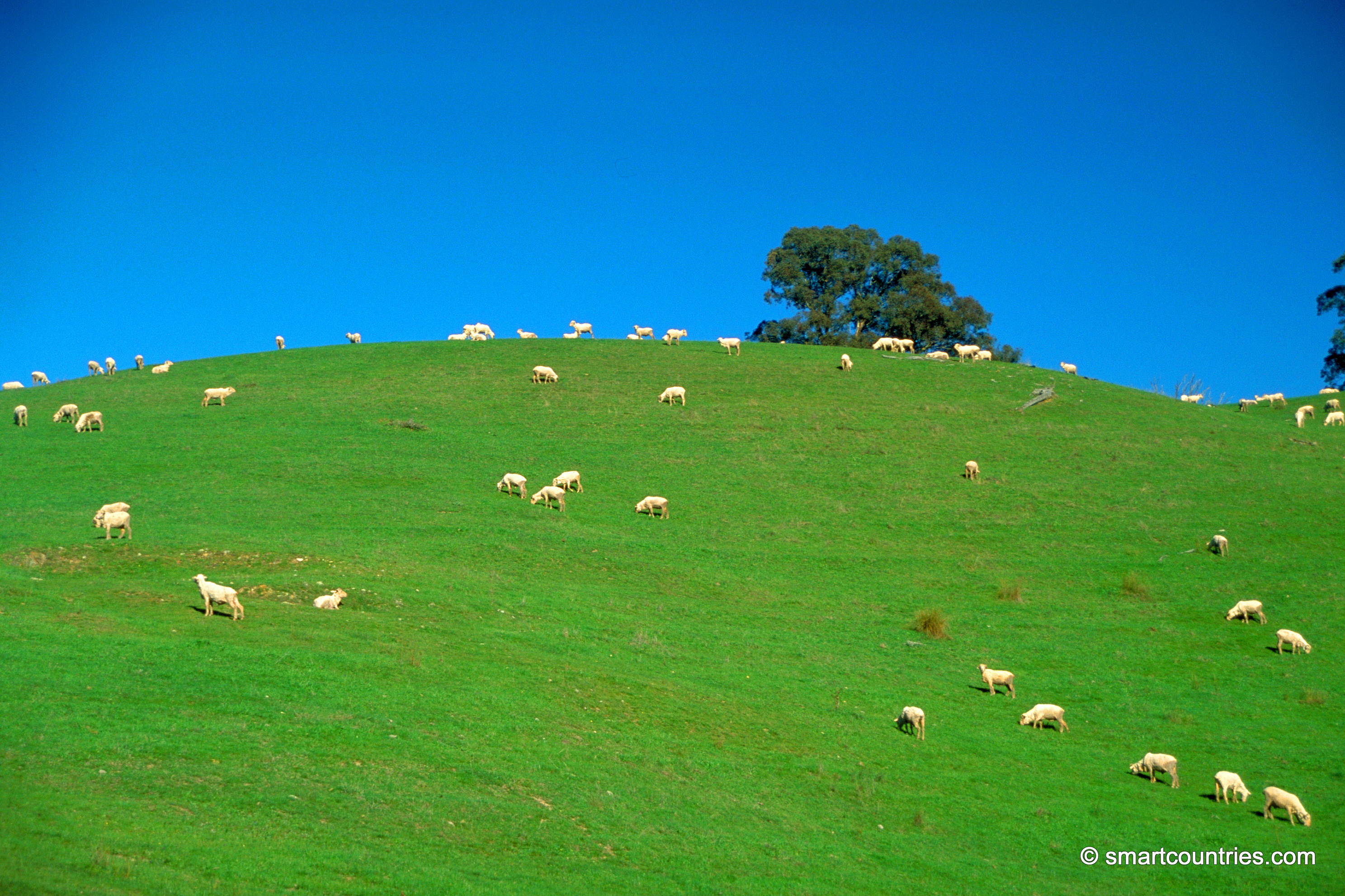 Sheep in NSW