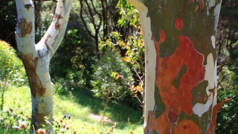 Colorful Bark on Rainbow Eucalyptus