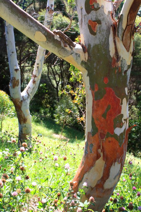 Colorful Bark on Rainbow Eucalyptus