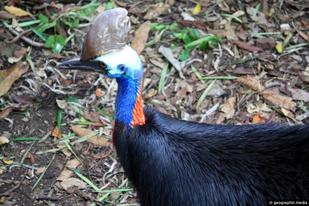 Cassowary of Australia