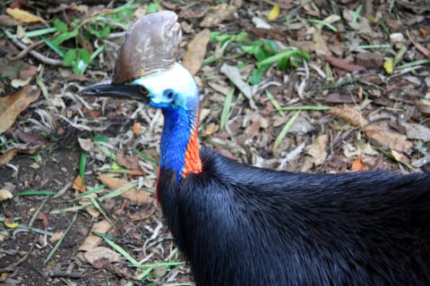 Cassowary of Australia