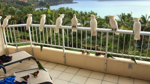 Cockatoos on Hamilton Island