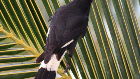 Pied Currawong of Australia