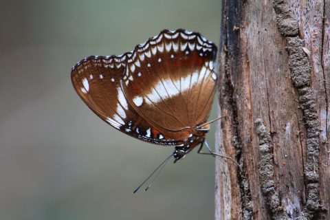 Great Eggfly Female Butterfly