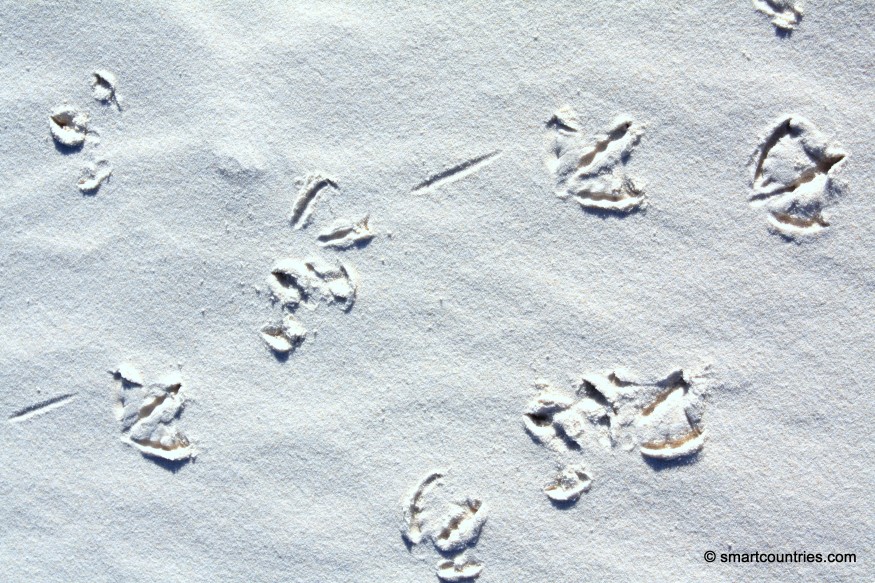 Bird Foot Prints
