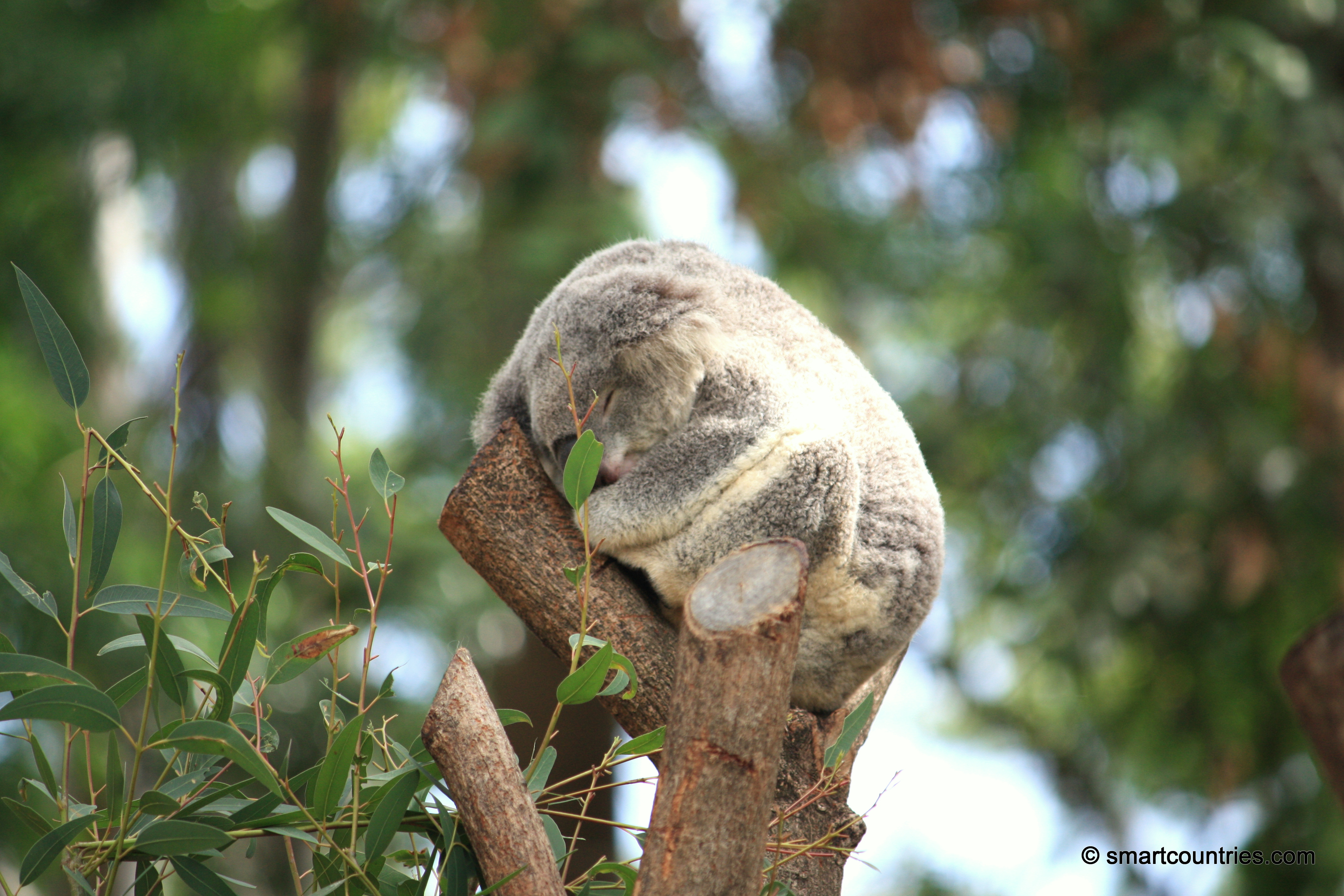 Koala Wildlife Park