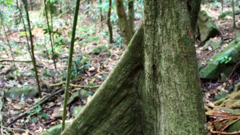Buttress Roots in the Gondwana Rainforest