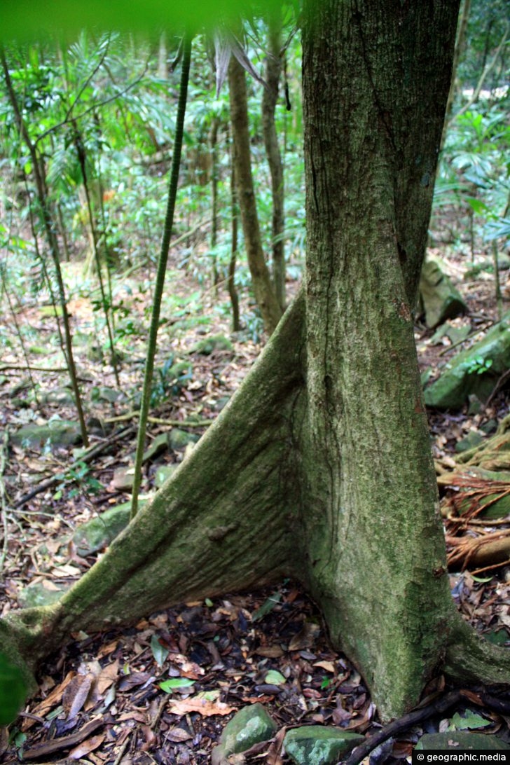 Buttress Roots in the Gondwana Rainforest - Geographic Media