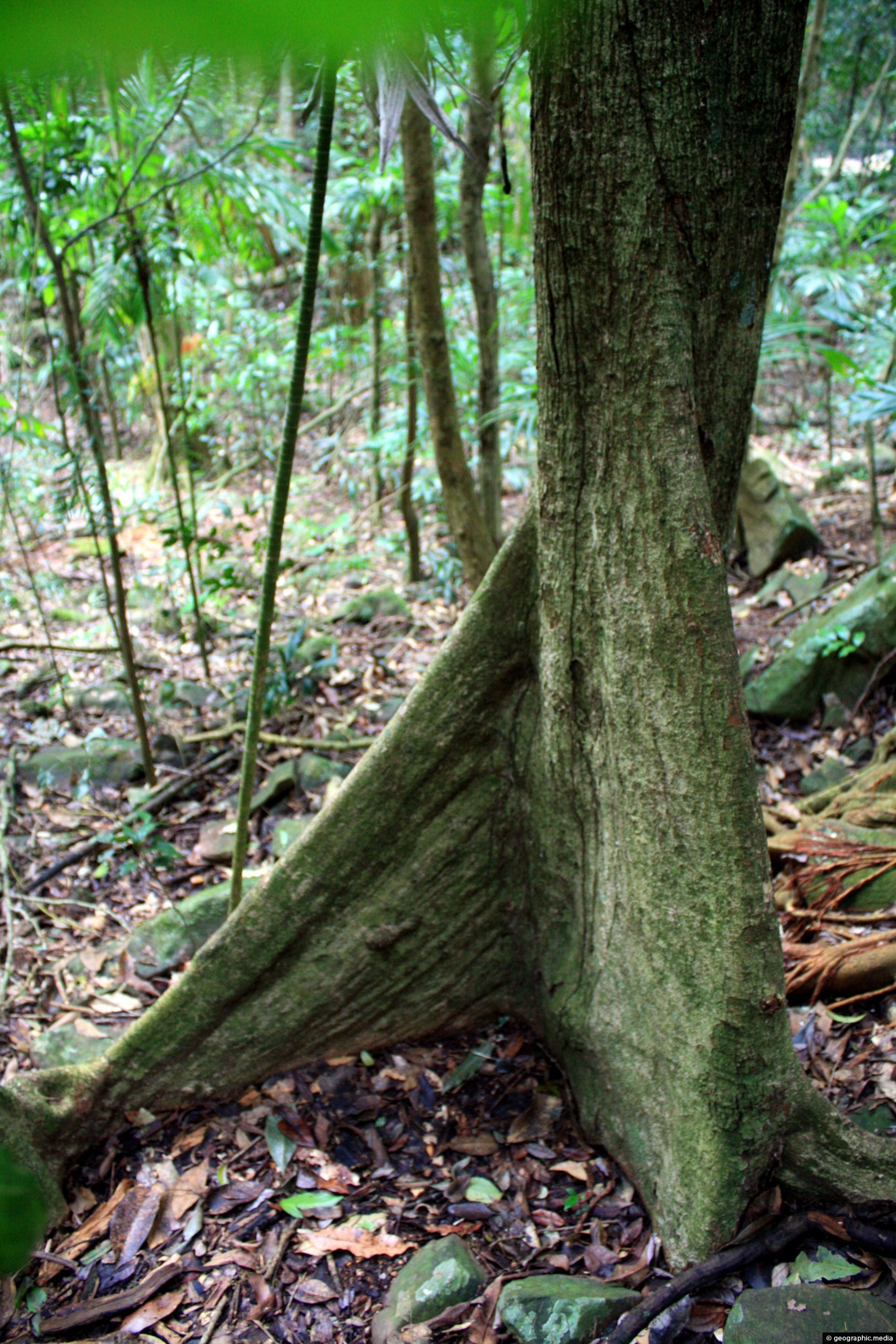 buttress-roots-in-the-gondwana-rainforest-geographic-media