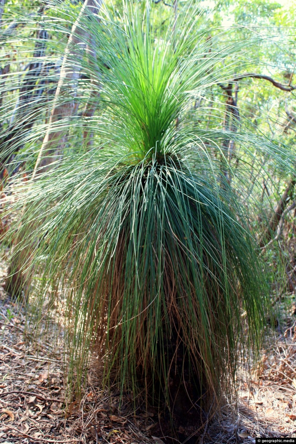 Grass Tree Australia - Geographic Media