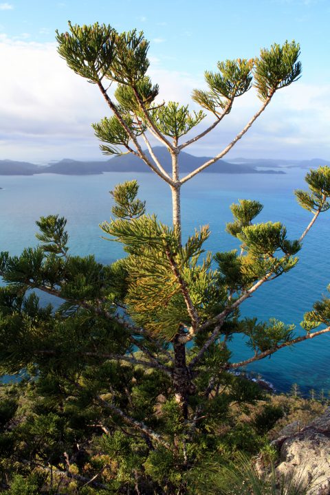 Moreton Bay Pine on Hamilton Island