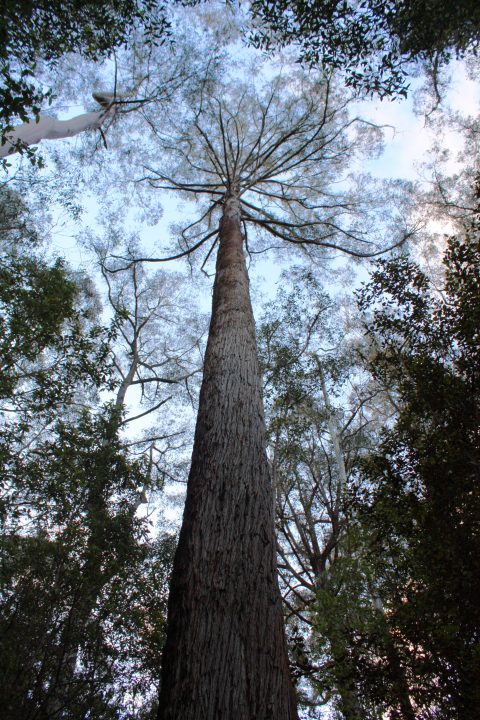 Tall Tree in Queensland