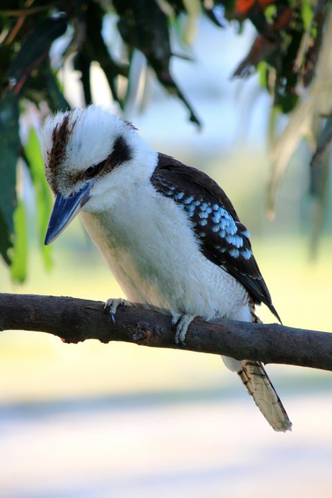Kookaburra of Australia